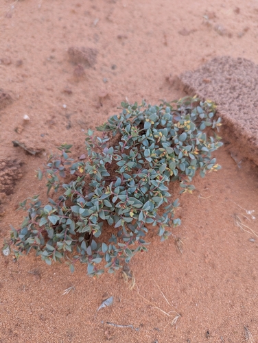 Euphorbia fendleri, 2026-10-15