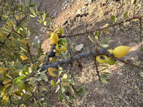 Argan tree