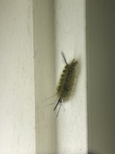 Banded Tussock Moth