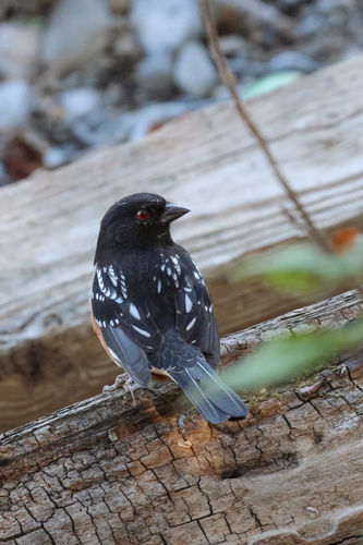 Spotted Towhee