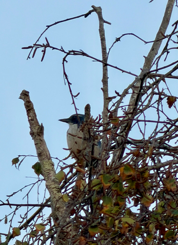 California Scrub-Jay