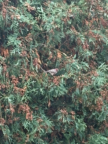 House Finch