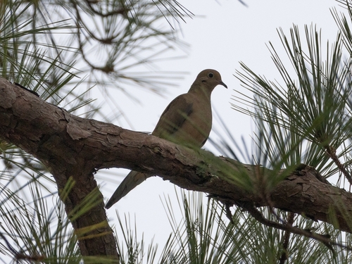Mourning Dove