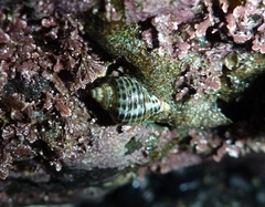 Acanthinucella