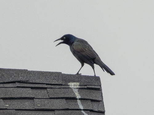 Common Grackle