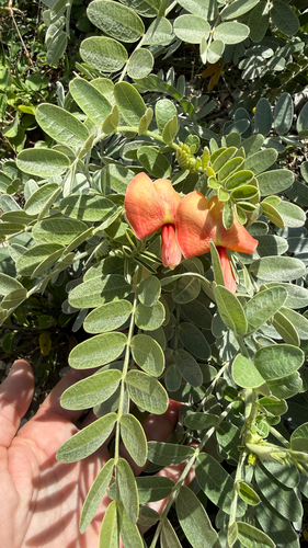 Sesbania tomentosa observed 2026-10-15