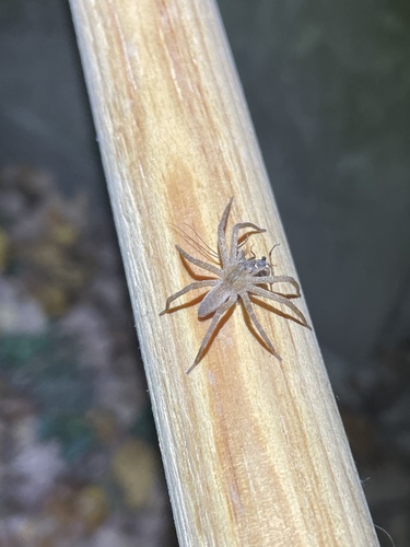 American Nursery Web Spider