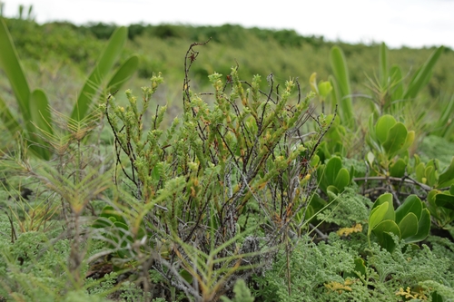 Euphorbia mesembryanthemifolia, 2026-10-14