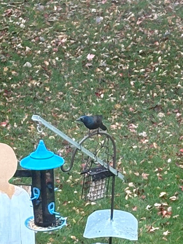Common Grackle