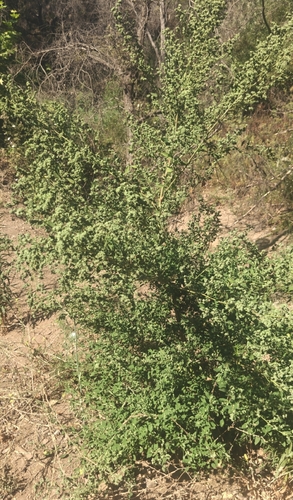 coyote brush