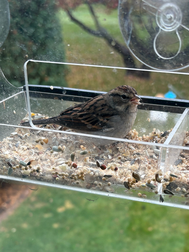 Chipping Sparrow