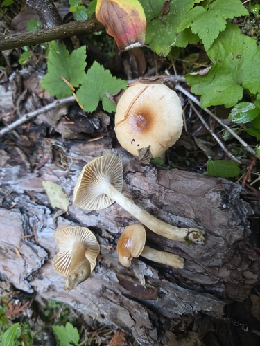 Hygrophorus discoideus, 2026-10-15
