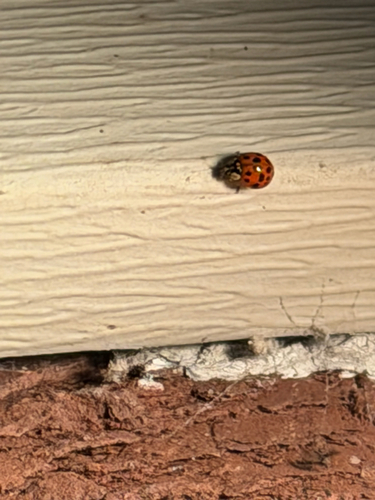 Asian Lady Beetle