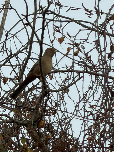 California Towhee