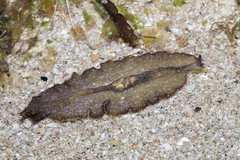 Pseudobiceros stellae