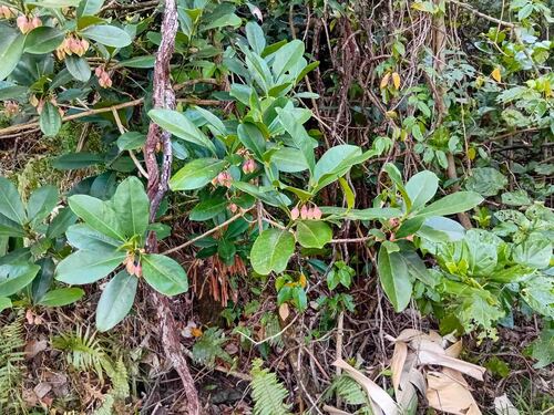 Crossostylis observed 2026-09-21
