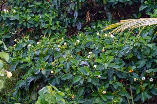 Fagraea berteroana observed 2026-09-21