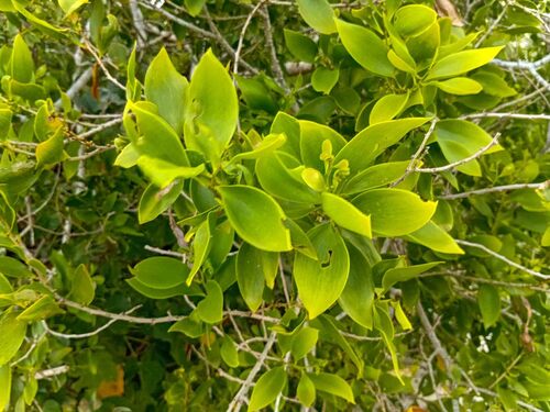 Acacia simplex observed 2026-09-21