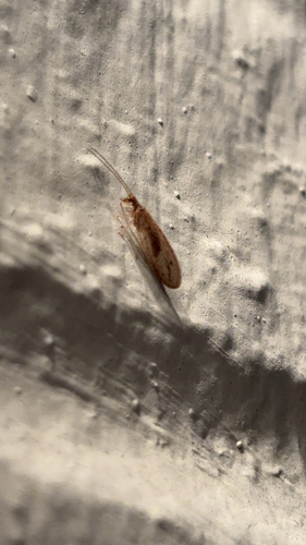 Micromus subanticus