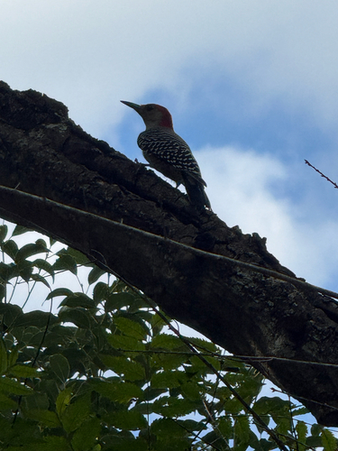 Red-bellied Woodpecker
