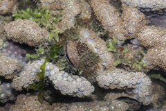 Duncanopsammia peltata