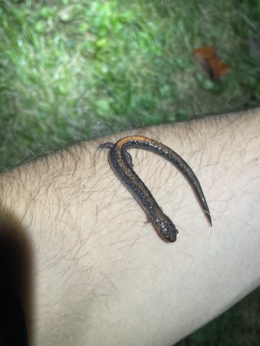 Eastern Red-backed Salamander