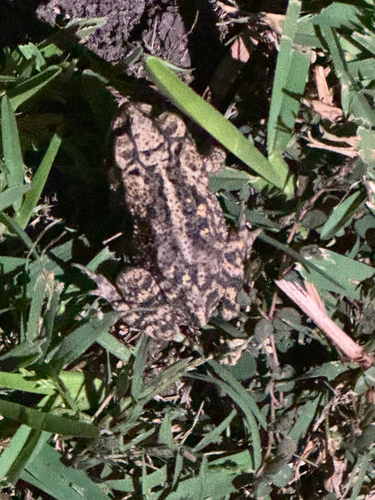 Gulf Coast Toad