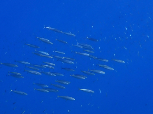 Decapterus observed 2026-10-15