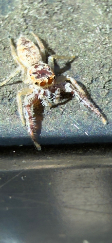 White-jawed Jumping Spider