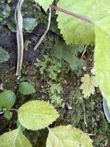 Sandea japonica observed 2026-10-07