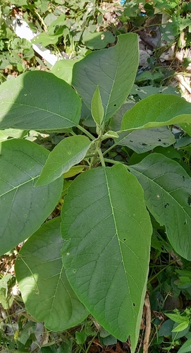 Solanum erianthum observed 2026-10-10