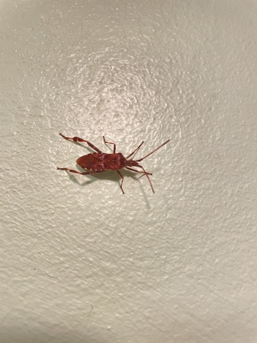 Western Conifer Seed Bug
