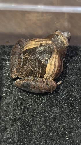 Beautiful Pygmy Frog