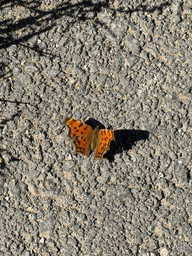 European Comma