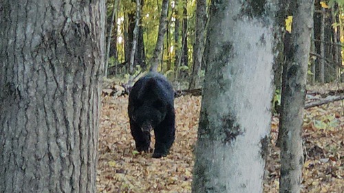 Eastern Black Bear