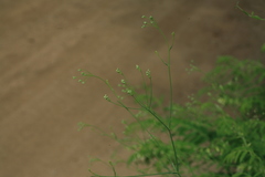 Saposhnikovia divaricata