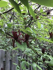 Calycanthus floridus