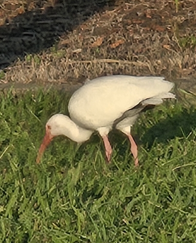 White Ibis