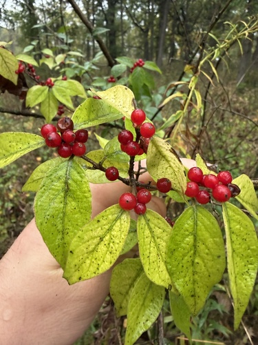 Amur honeysuckle