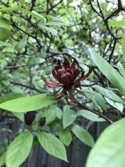 Calycanthus floridus
