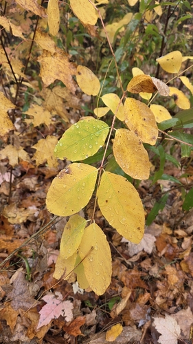 Apocynum androsaemifolium observed 2026-10-15