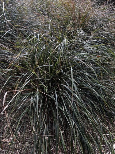 Anemanthele lessoniana, 2026-10-08