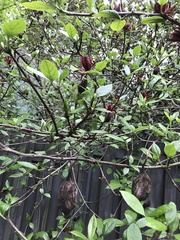 Calycanthus floridus