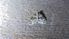 Electrophaes corylata