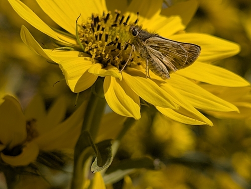Sandhill Skipper