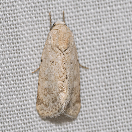 Leucocnemis perfundis