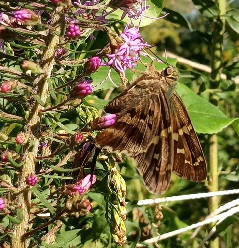 Long-tailed Skipper