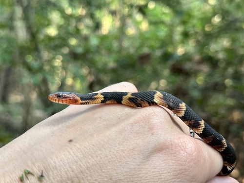 Broad-banded Watersnake observed by mtorres