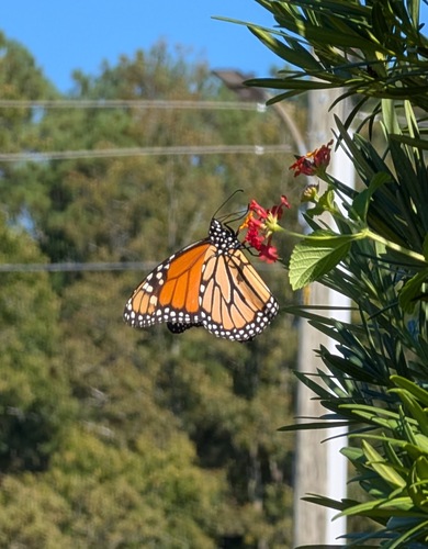 Monarch