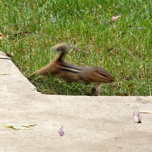 Eastern Chipmunk